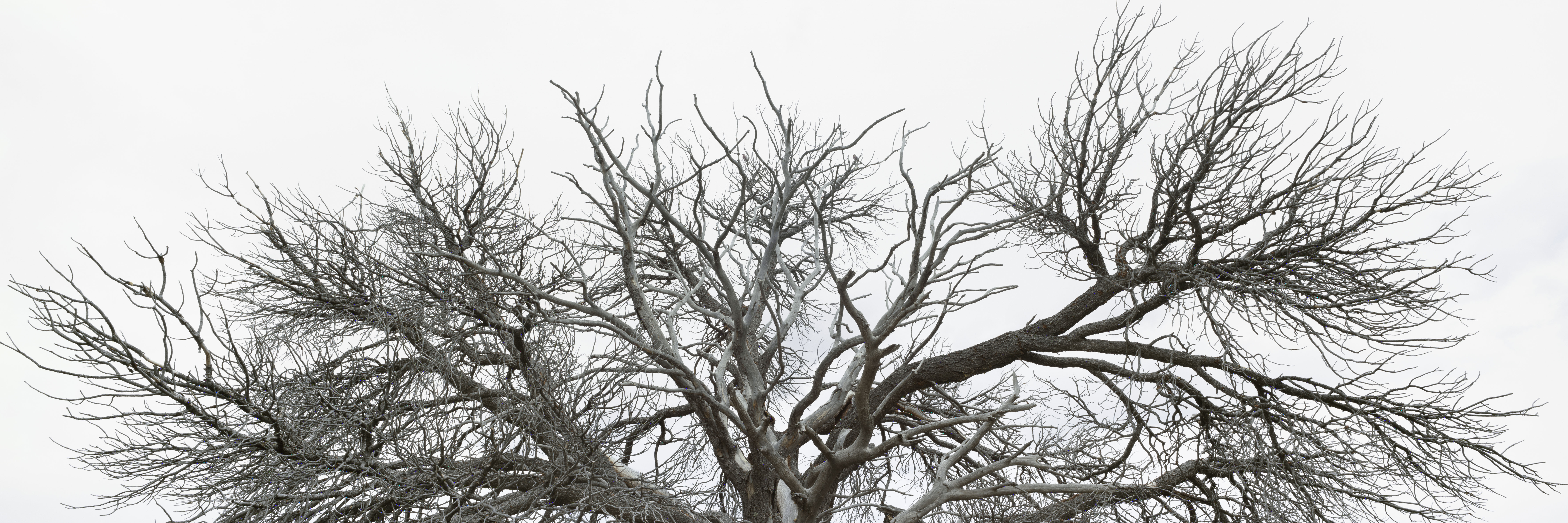 Dead-Pinion-Where-Birds-Gather-in-Autumn_16in-widel.jpg